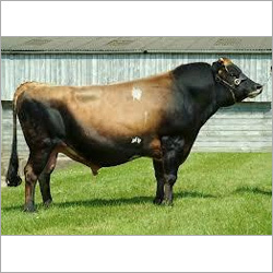 Jersey Bull Supplier Karnal