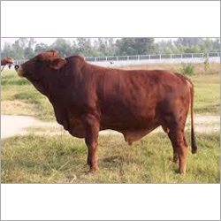 Jersey High Breed Bull Supplier