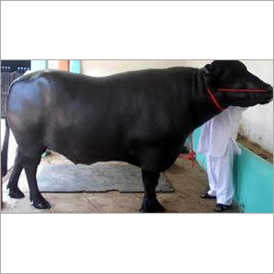 Murrah bull Supplier