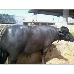 Murrah bull Supplier Rohtak