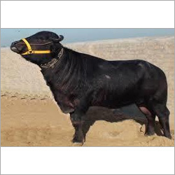 murrah bull Supplier Haryana