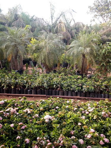 Artificial Plantation Service