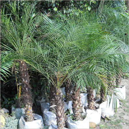 Phoenix Palm