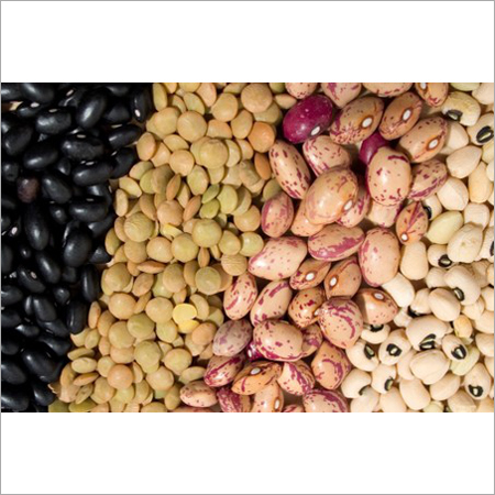 Beans Seeds