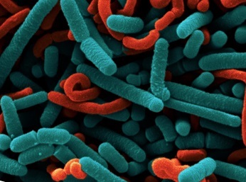 Lactobacillus Acidophillus