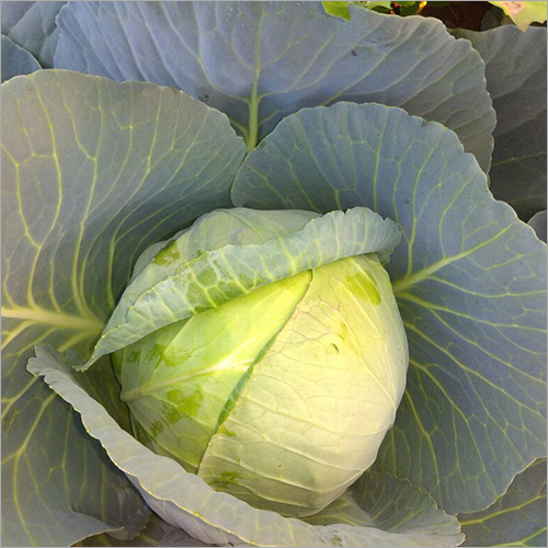 Cabbage