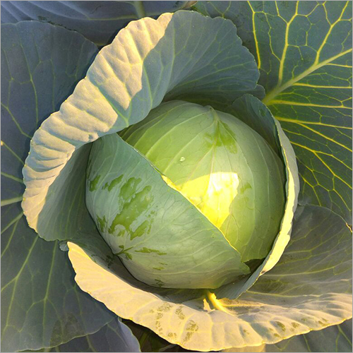 Cabbage