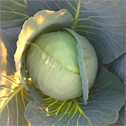 Cabbage