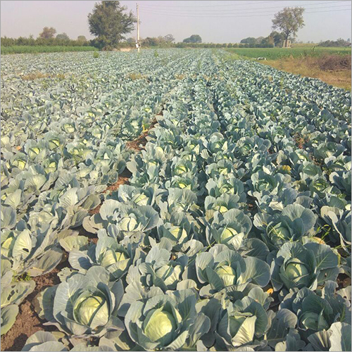 Cabbage