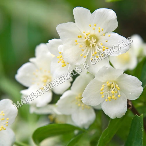 Jasmin Touch Water Soluble Fragrance