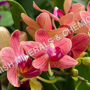 Orchid Water Soluble Fragrance