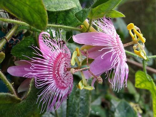 Passion Flower Water Soluble Fragrance
