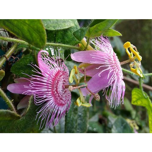 Passion Flower Water Soluble Fragrance