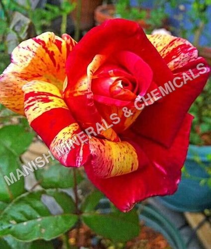 Rose Clrs Water Soluble Fragrance