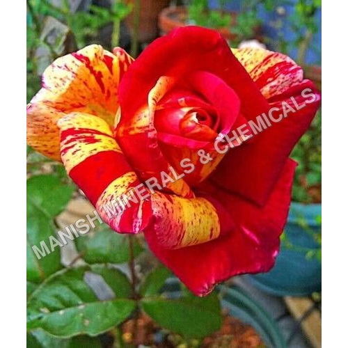 Rose Clrs Water Soluble Fragrance