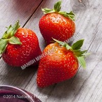 Strawberry Water Soluble Fragrance