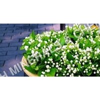 Mogra Agarbatti Fragrance