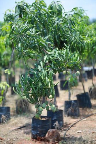 banesha mango plant,banginapalli mango plant