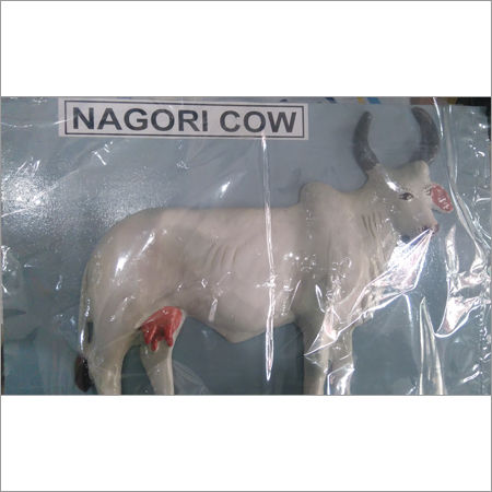 White Nagori Cow Model at Best Price in Ambala Cantt | Alcon Scientific ...