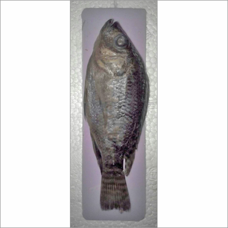 Grey & Black Model Of Rohu Fish