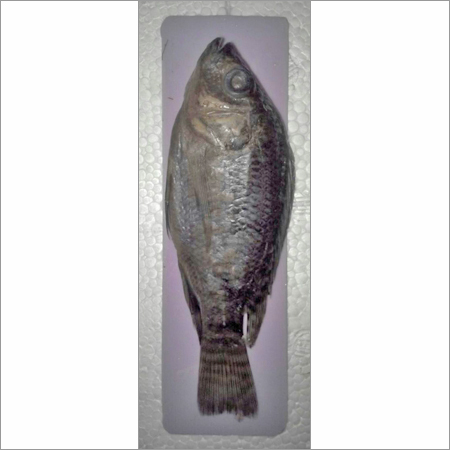 Model of Rohu Fish