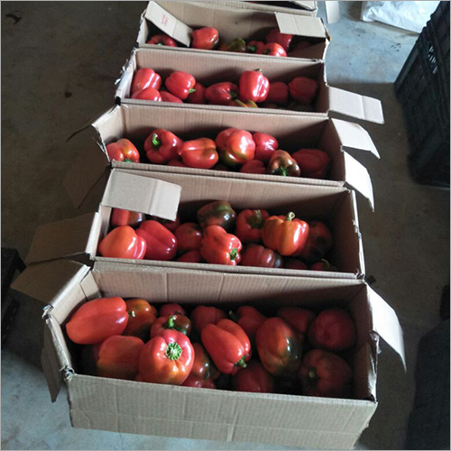 Red Capsicum