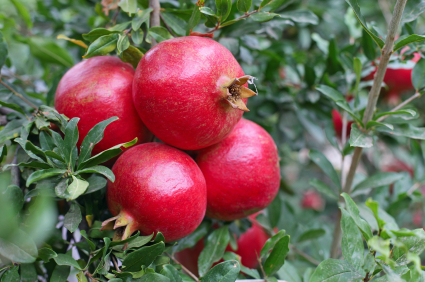 Pure Organic Pomegranates - Round Red Fruits, 100% Organic, Rich in Carbohydrates, Potassium, and Vitamin C, Hydrating with 60% Water Content