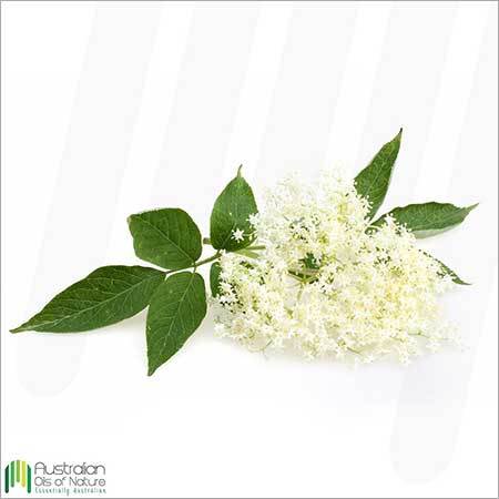 Anise Myrtle Essential Oil