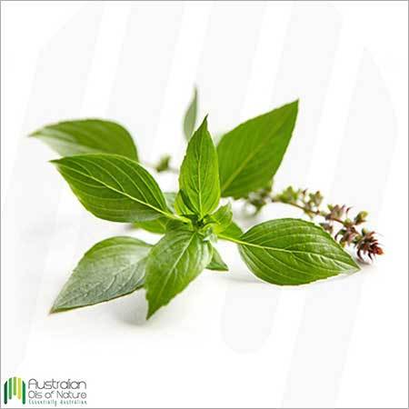 Basil Essential Oil