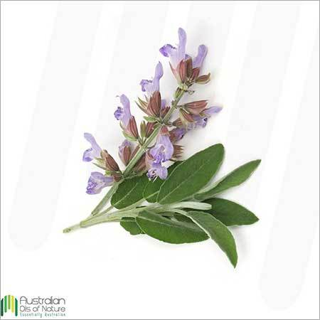 Clary Sage Essential Oil