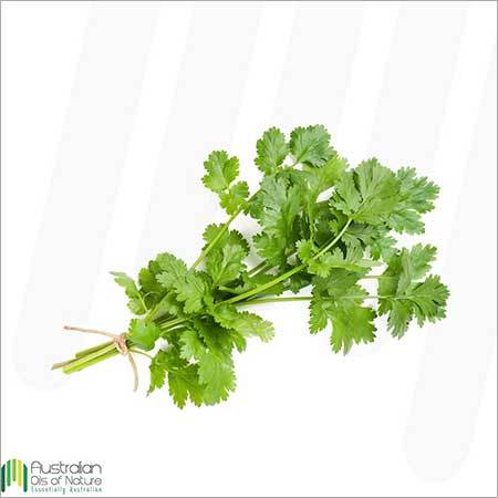 Coriander Essential Oil