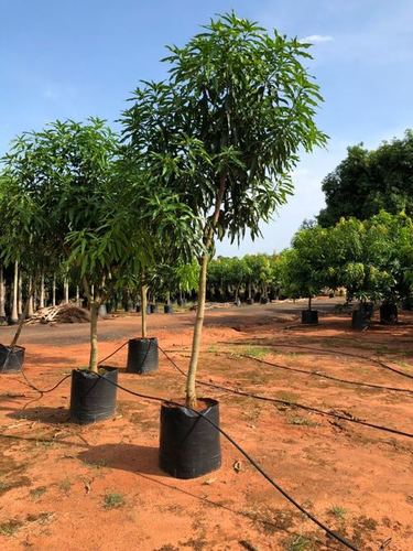Mango plant