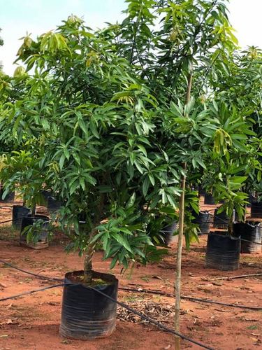 Rani telaga mango plant (kobari mango)