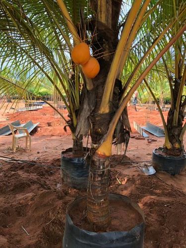 Coconut Plants