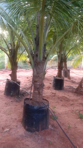 Desi coconut plant