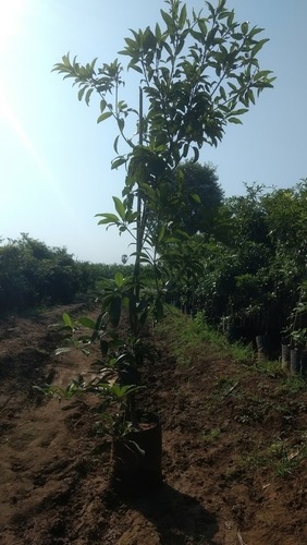 Sapota Plant