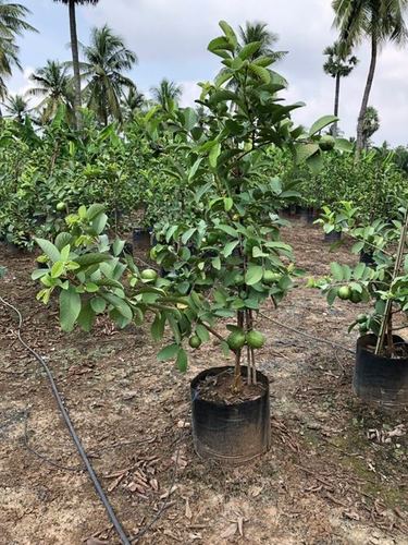 Thai guava pink plants