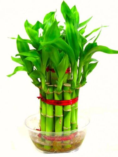 Bamboo plant