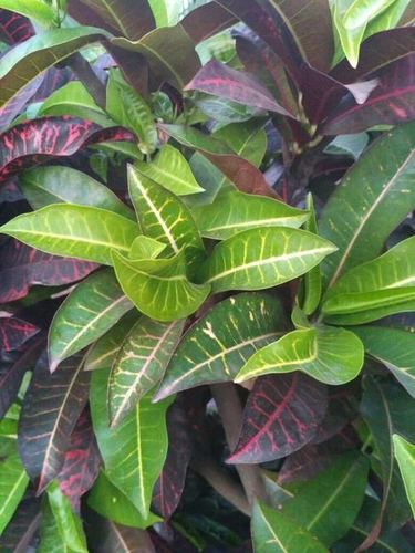 Crotons