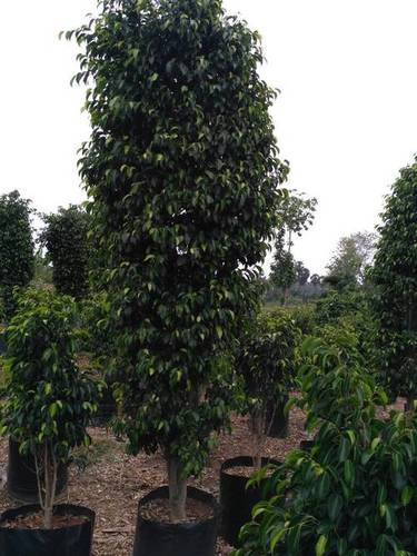 Black Ficus At Best Price In East Godavari Dist., Andhra Pradesh 