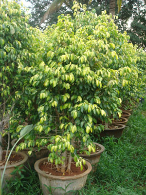 ficus gold