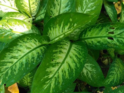 Aglaonema plant