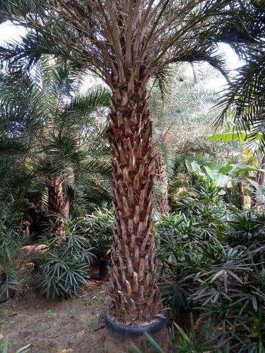 Date Palm