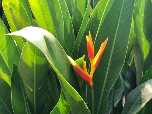 Helikonia plant