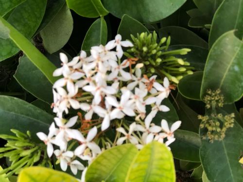 White Ixora plant