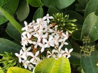White Ixora Plant