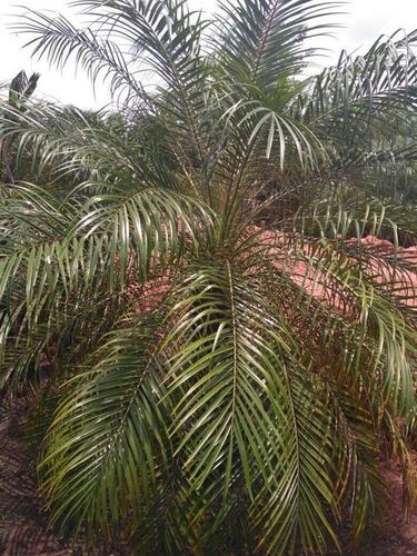 Phoenix palm
