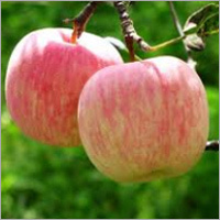Fuji Apple