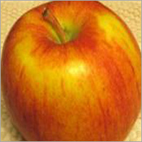 New Zealand Queen
