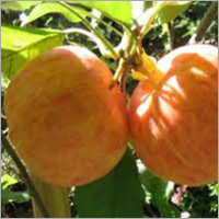Royal Gala Apple